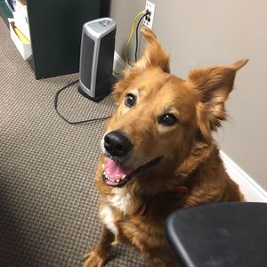 Meet your Posher, Teddy